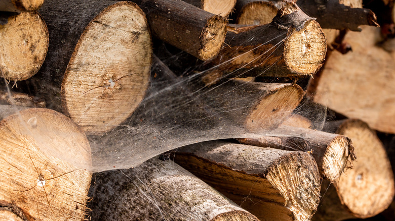 spidery wood pile