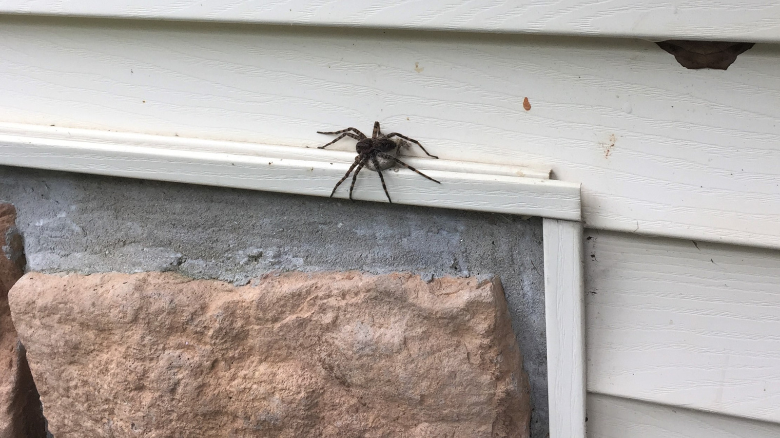 Country diary: I've put this house spider outside before – several times, Spiders