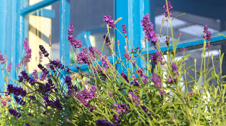 lavender plant windowbox
