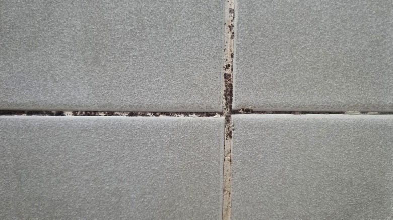 Moldy grout between tiles