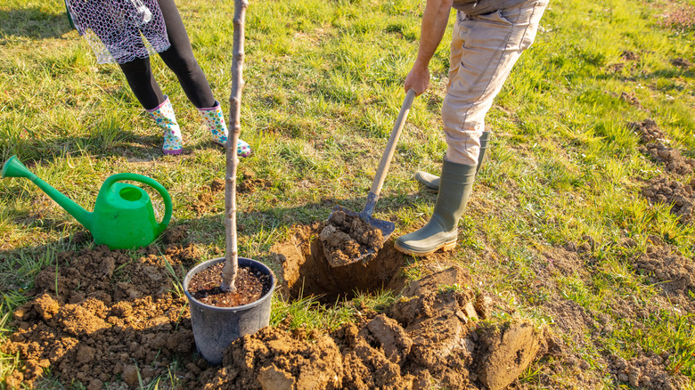 People planting a young tree