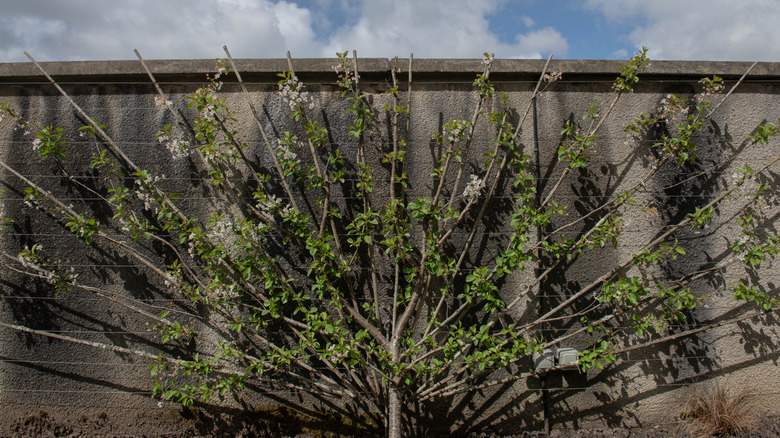 Cordoned morello cherry on wall