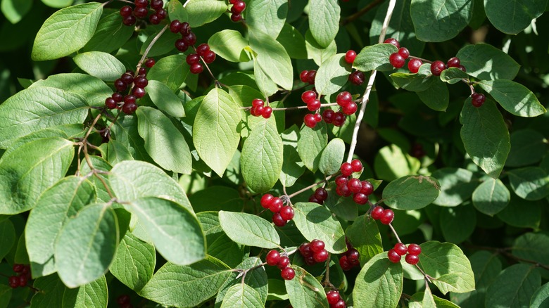 Amur honeysuckle dark red berries