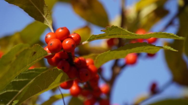 spicebush with red berries