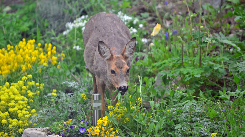 Deer eating flowers in garden