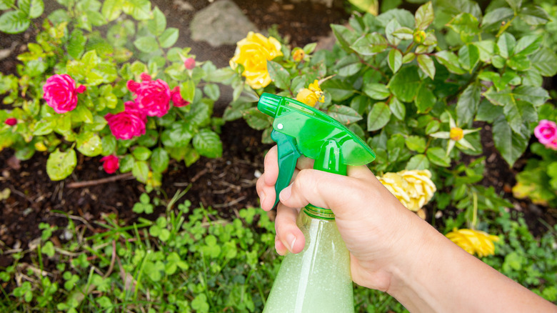 Spraying flower with pesticides