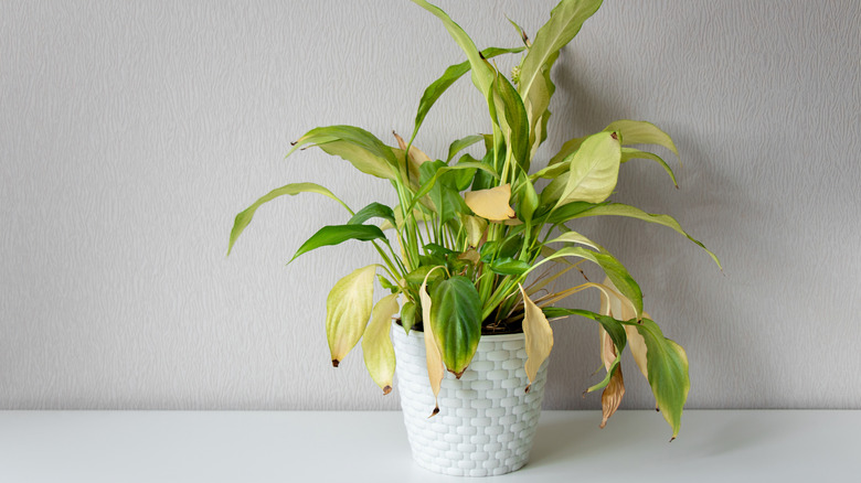 wilted houseplant with yellow leaves