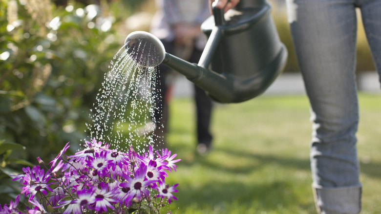 watering plants with can