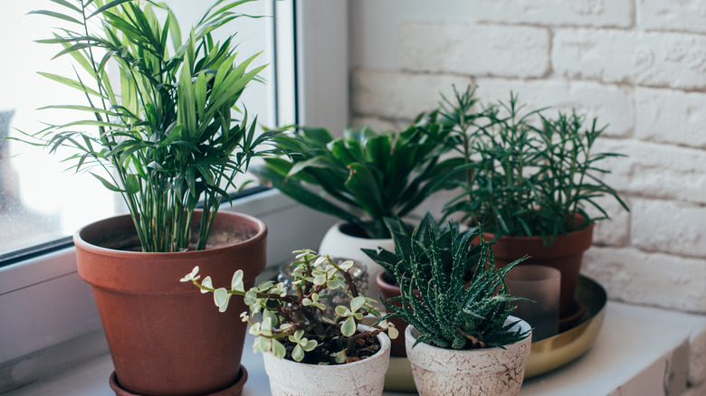 plants sitting in windowsill