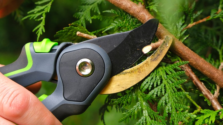 pruning a tree with sheers