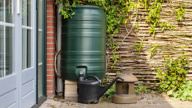 Rainwater collecting in plastic basin