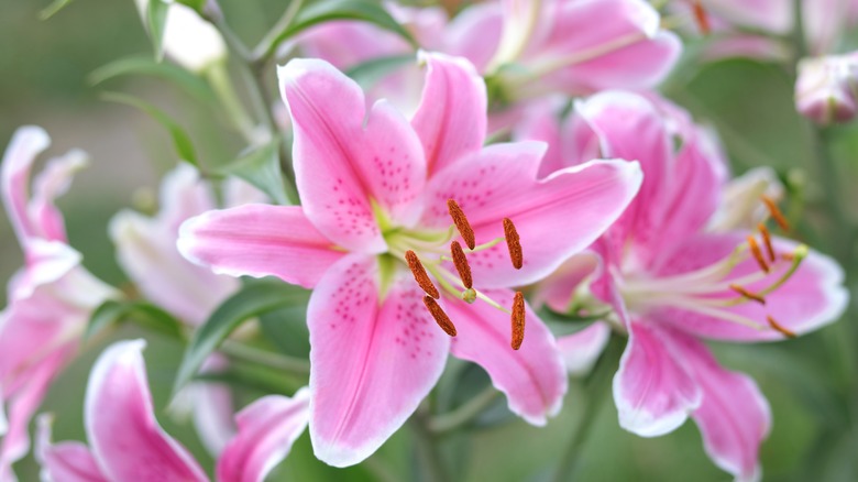Blooming pink lilies in garden