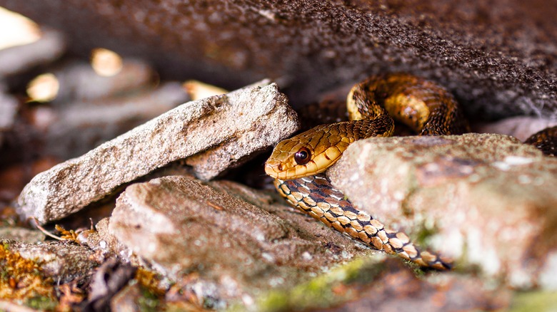 Garter snake hiding in rocks