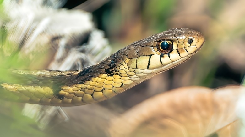 Eastern garter snake head