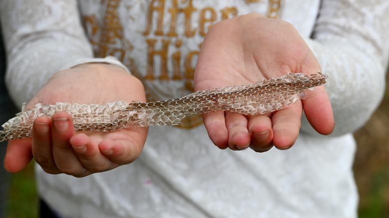 Holding shed snake skin