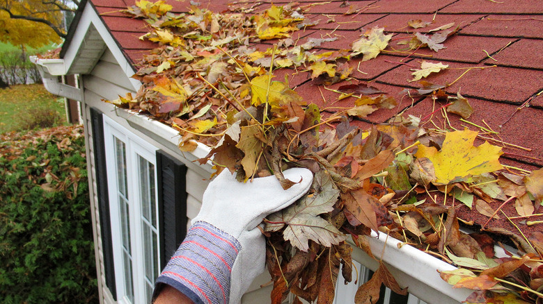 Gutter filled with leaves 