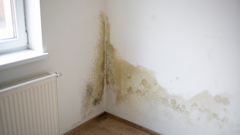 mold in the corner of room