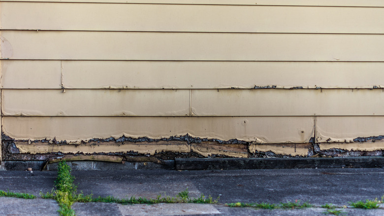 rotted siding  with black mold