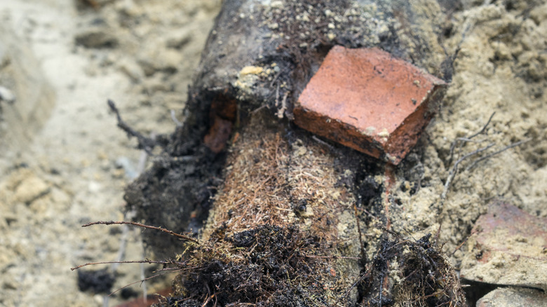 pipe filled with tree roots 