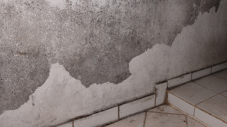 Alternaria mold in bathroom