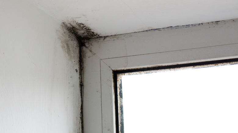 Stachybotrys Chartarum or black mold