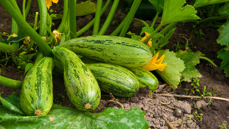 The Most Cost Effective Vegetables You Should Be Growing In Your Garden