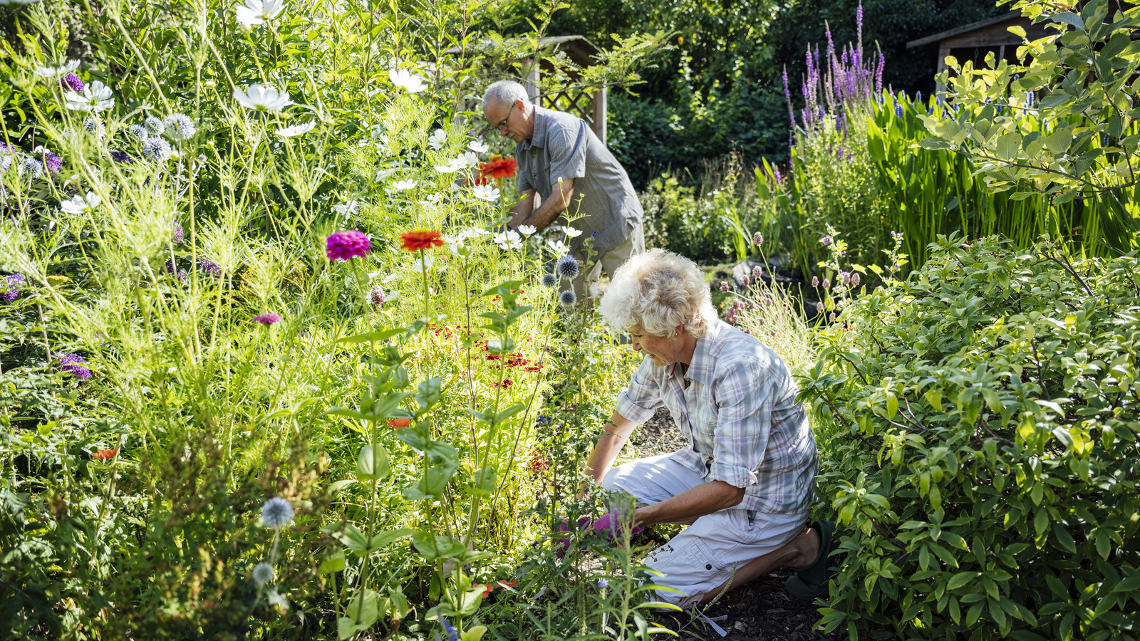 Hemlock Is One Of The Most Dangerous Weeds. Is It Growing In Your Backyard?