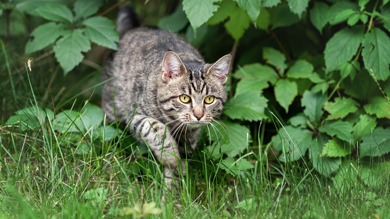 Cat hunting in yard