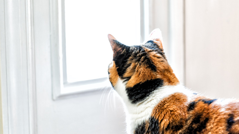 Cat looking out door window