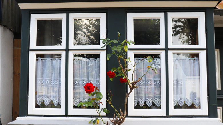 Café lace curtains hang in a pair of white windows