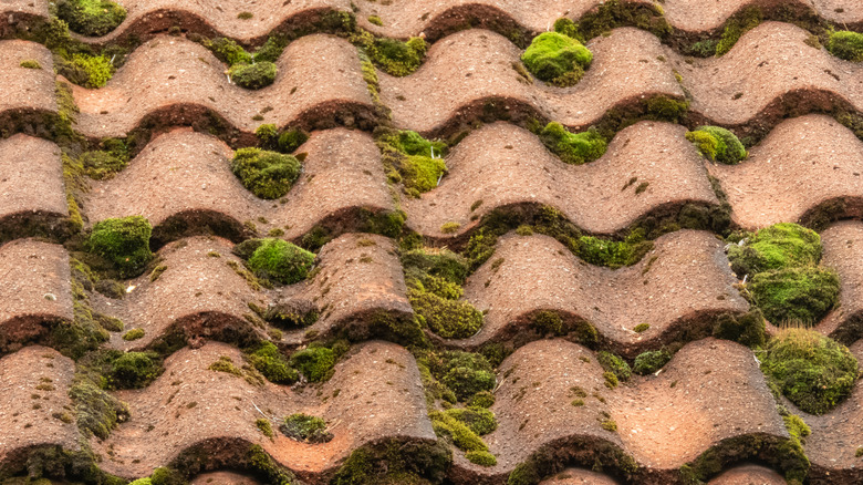 Moss growth on terracotta shingles