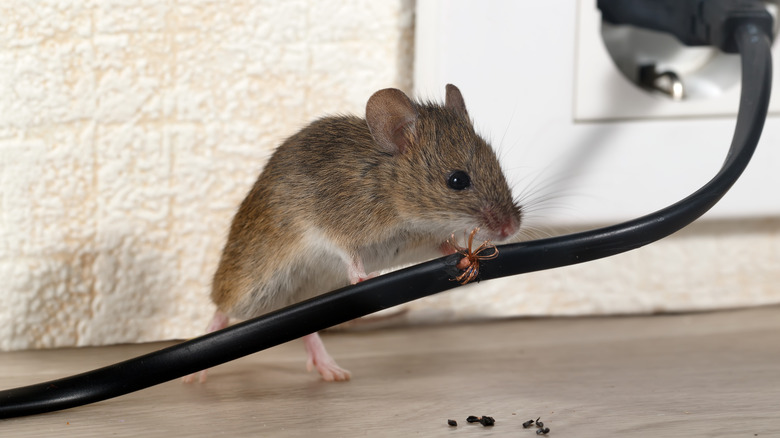 mouse nibbling on cable