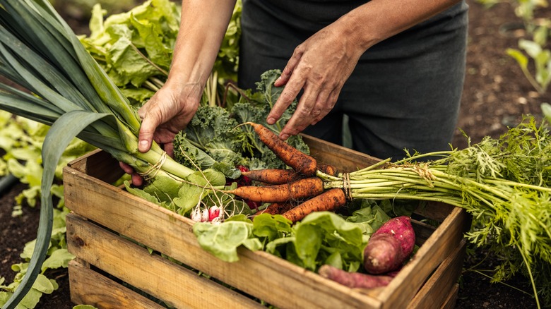 crate full of fresh vegetables