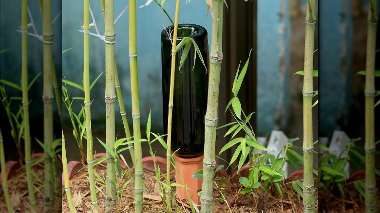 Spike shaped olla irrigator