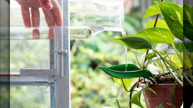 Leaf-shaped plant watering funnel