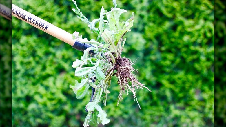 Long weeder for standing up 