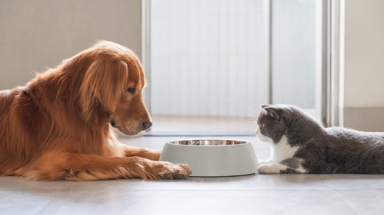 dog and cat near bowl