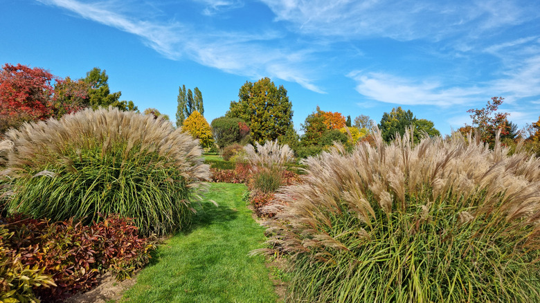 ornamental grass on a hill