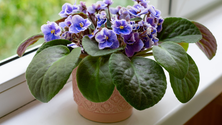 African violet on window sill