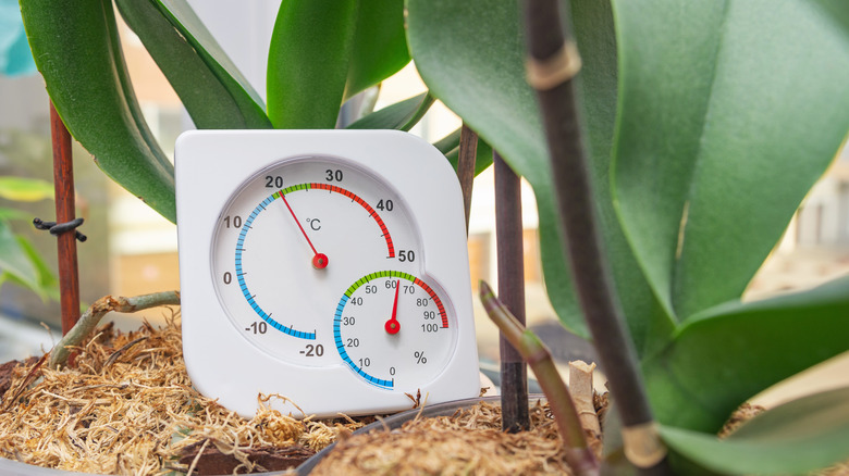 houseplant with thermometer 