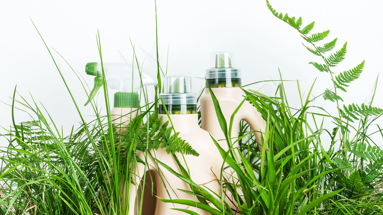 bottles with plants 