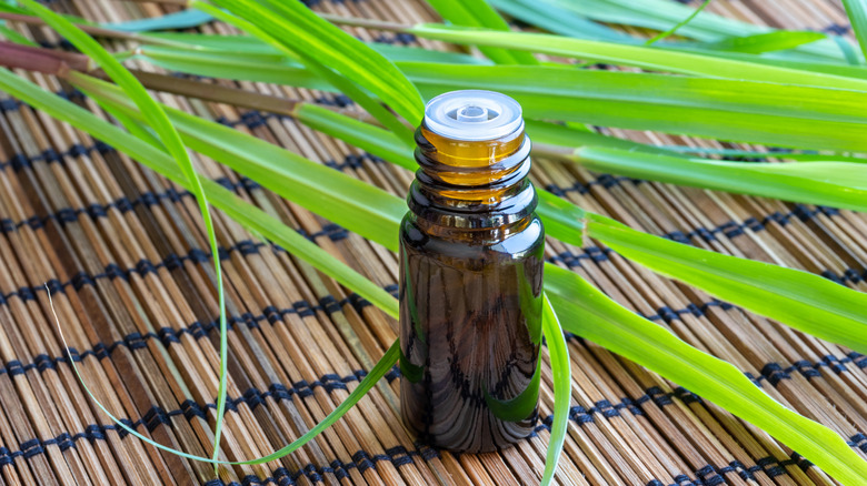 citronella essential oil