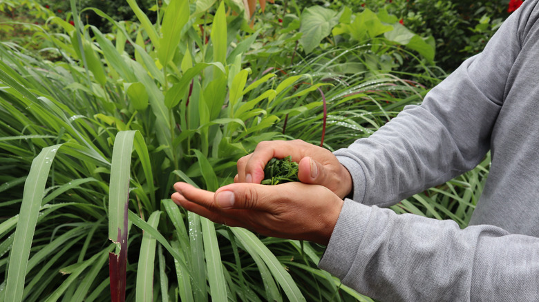 citronella plant in garden