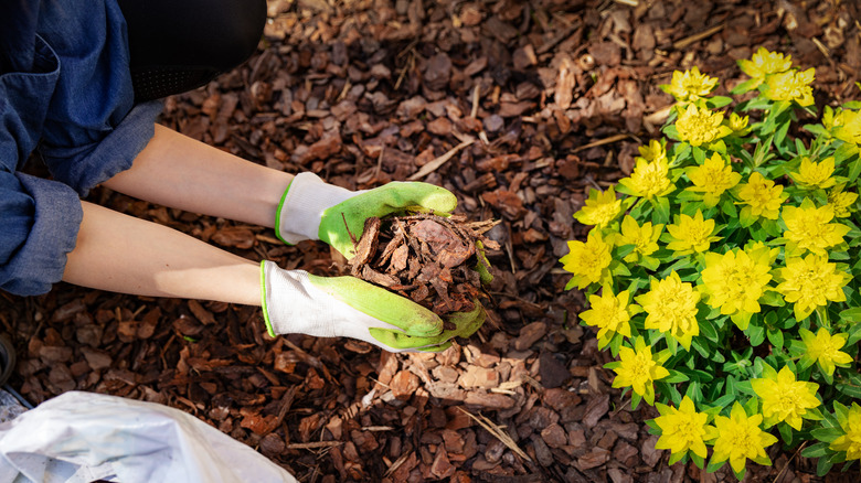 Placing mulch under new plant