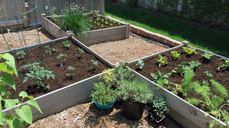 mulch around garden beds