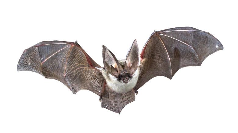 Flying bat on white background