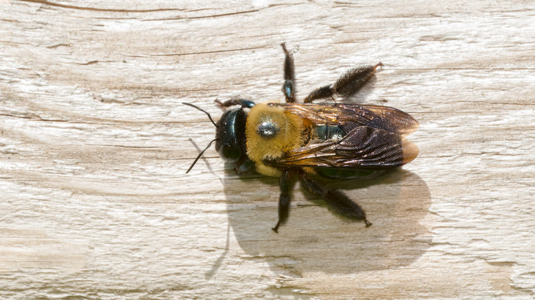 Carpenter bee on wood