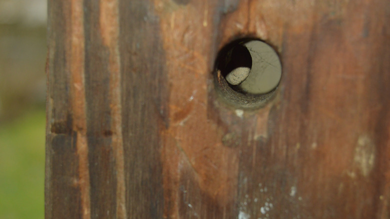 Large hole in wood