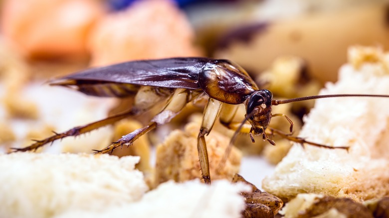 American cockroach