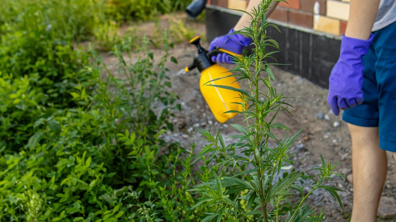 spraying weeds in the garden